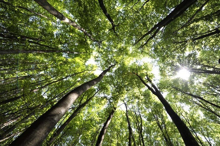 Fontainebleau forêt tourisme