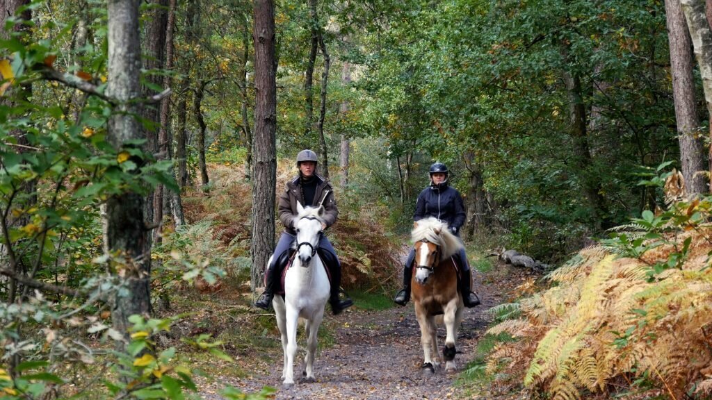 balade cheval forêt de Fontainebleau