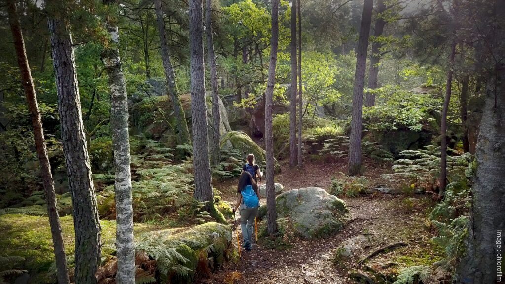 Forêt de Fontainebleau