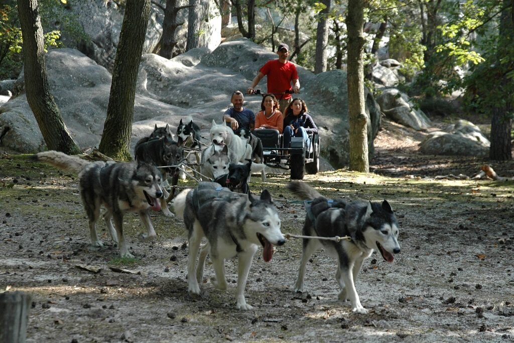 foret Fontainebleau activités
