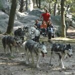 animaux activité seine-et-marne