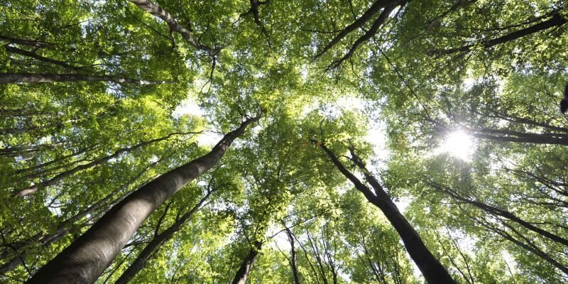forêt de fontainebleau