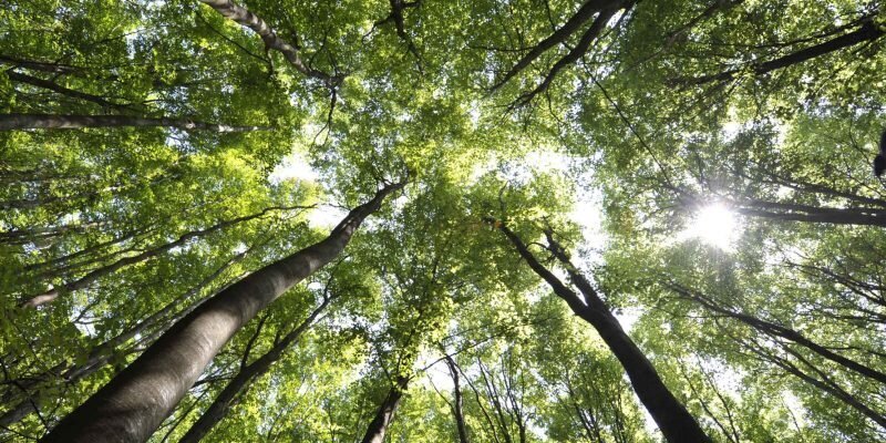 forêt de fontainebleau