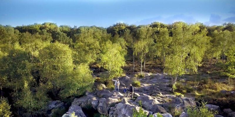 forêt de fontainebleau