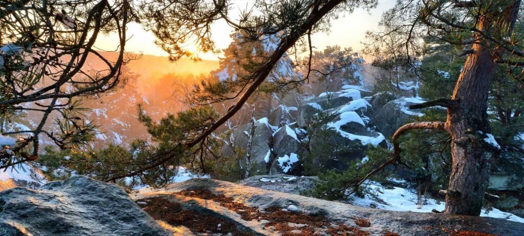 hiver forêt de Fontainebleau