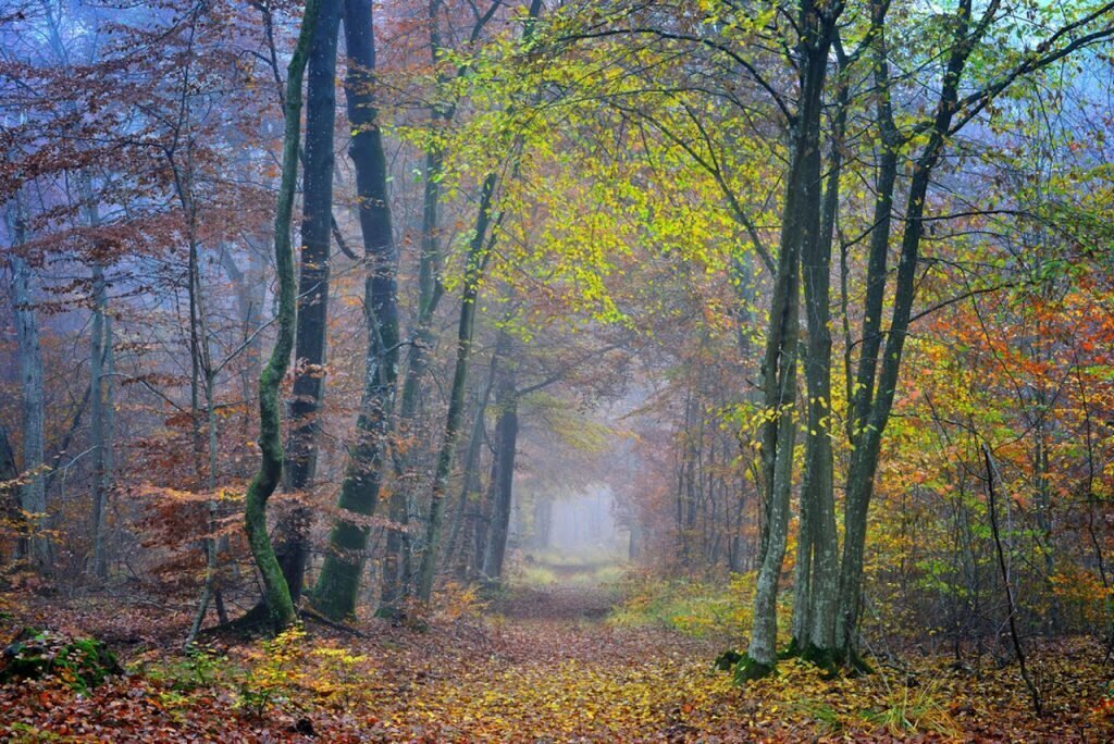 foret de Fontainebleau F Milochau