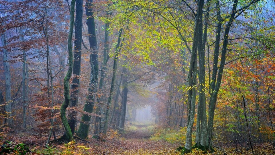 Photographie Forêt de Fontainebleau par Fabrice Milochau