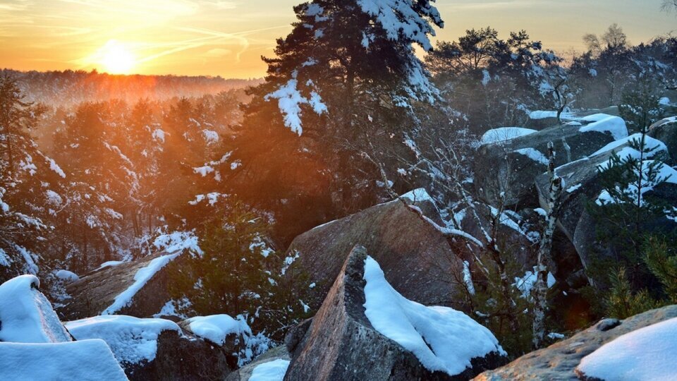 Photographie forêt de Fontainebleau par Fabrice Milochau