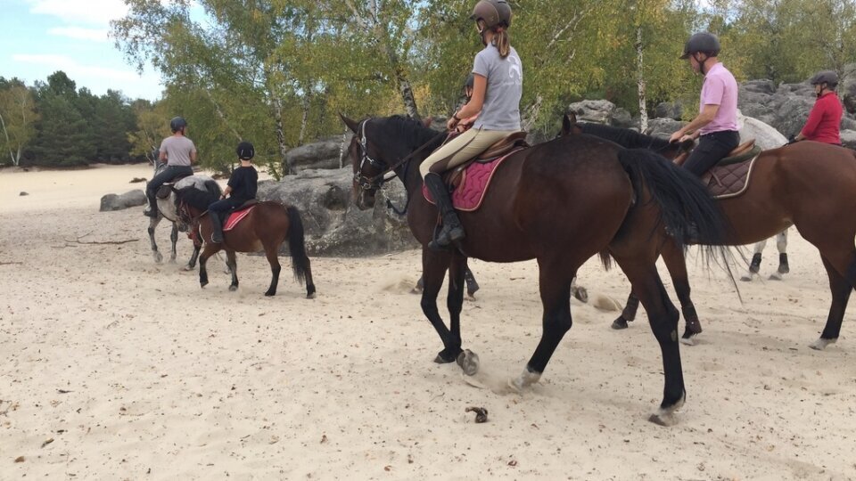 Photographie cheval forêt de Fontainebleau Caval&go