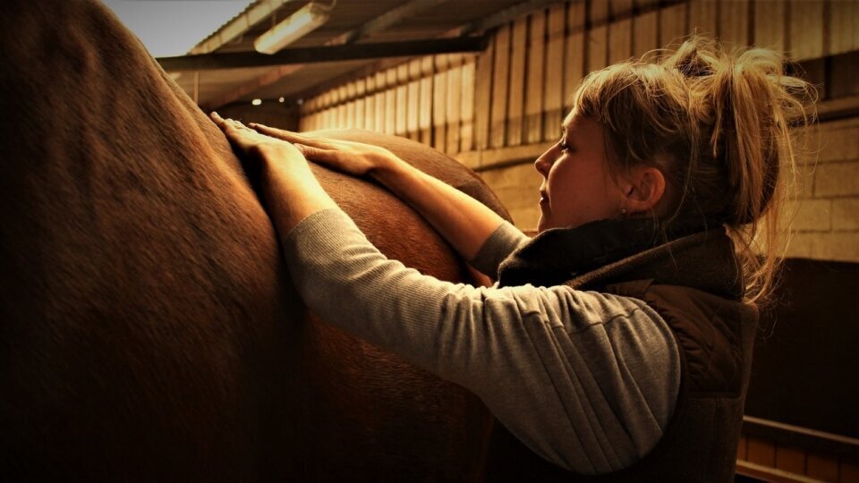 Photographie cheval Caval&go Fontainebleau