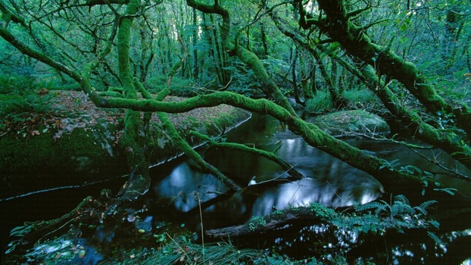 Photographie forêt en Bretagne par Fabrice Milochau