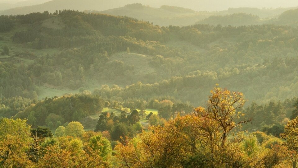 Photographie forêt en Auvergne par Fabrice Milochau