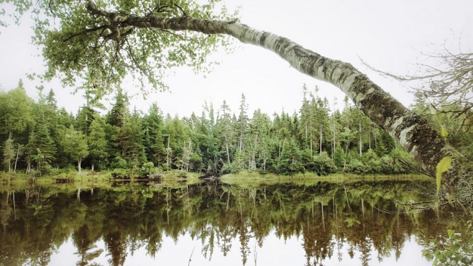 Photographie forêt au Canada Brunswick par Fabrice Milochau