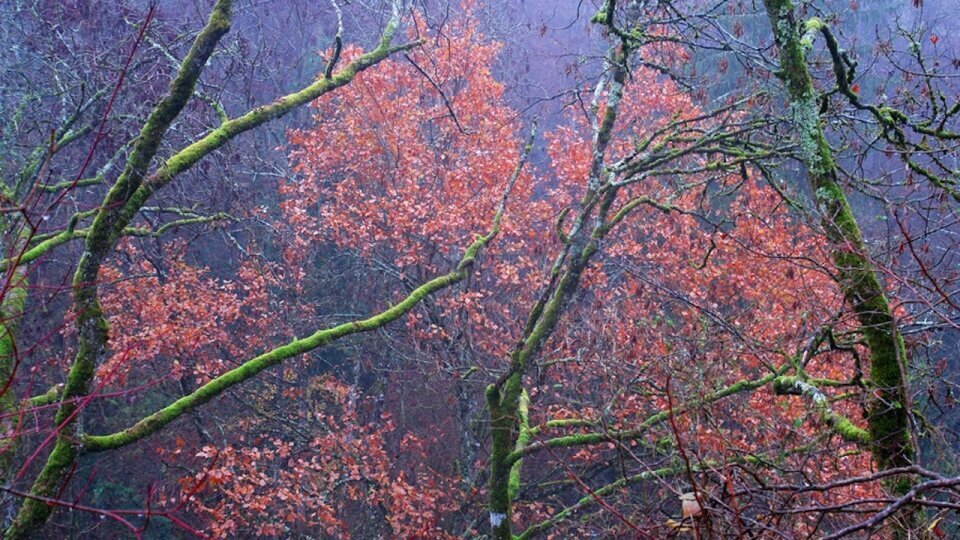 Photographie Forêt de Fontainebleau par Fabrice Milochau