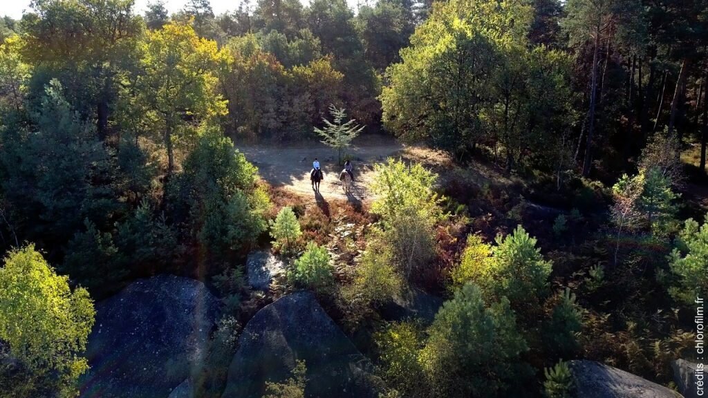 photo forêt drone chlorofilm