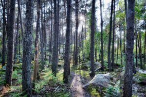 Forêt Boréale