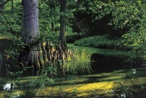 mare aux cerfs