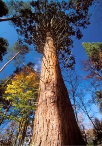 sequoia