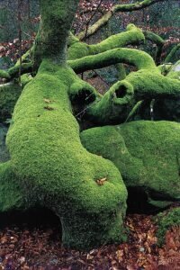 arbre solle