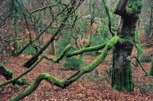 forêt solle