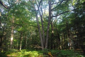 Arbre majestueux en forêt de Fontainebleau 