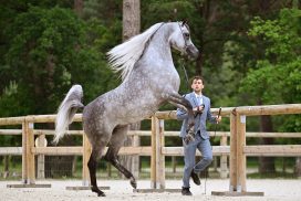 concours de chevaux arabes